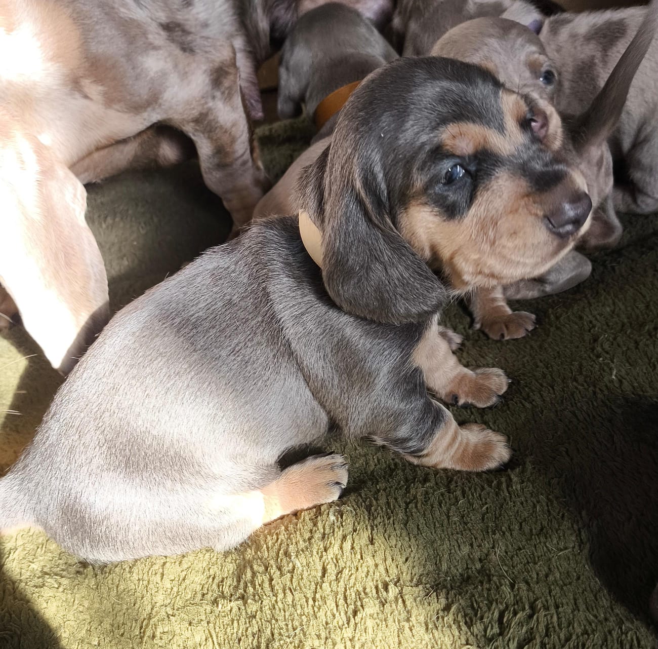 Hembra Blue · Dachshund Mini · Woods Puppys